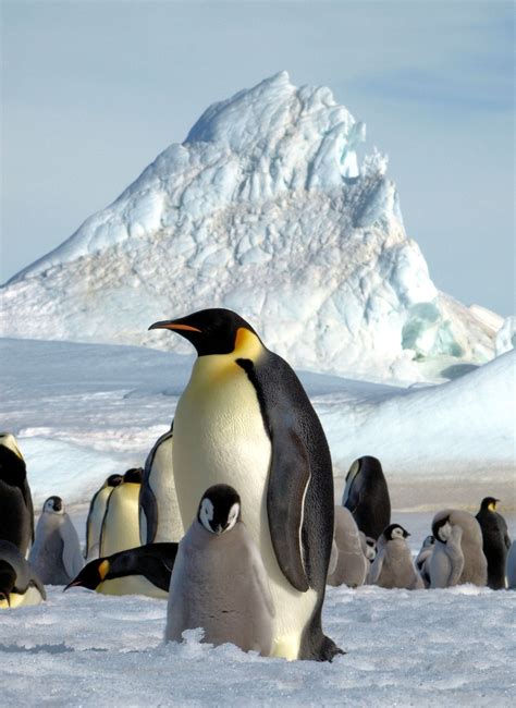 global warming threatens antarcticas emperor penguins  washington post