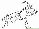 Mantis Praying Religiosa Louva Gottesanbeterin Insectos Mantide Insetos Resultado Prey Ideias Cinderela Forb Cientificos Mantises Insects Acessar sketch template