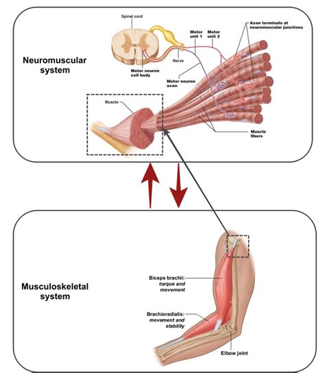 neuromuscular  musculoskeletal system interaction figure  scientific diagram