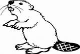 Beaver Coloring Drawing Printable Pages Animals sketch template