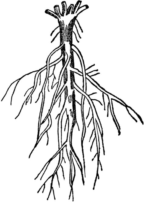 roots clipart coloring roots coloring transparent