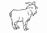 Goat Coloring Pages Standing Drawing Pygmy Outline Color Printable Mountain Getdrawings sketch template