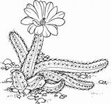 Kaktus Ausdrucken Patchcolagem Nininha Ladyfinger Pentalophus Ausmalbild Echinocereus Applique sketch template