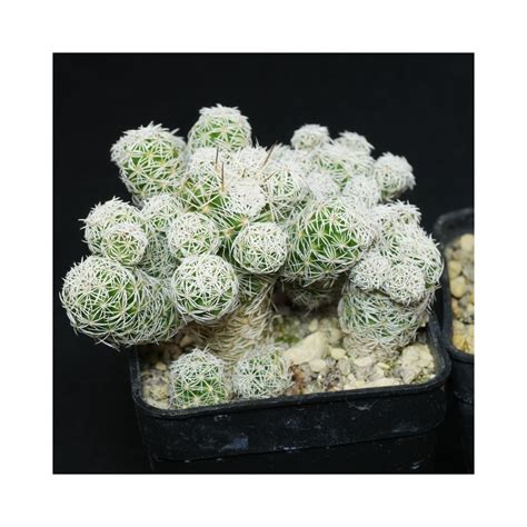 cactus mammillaria vetula ssp gracilis  lowest price
