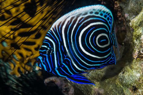 top   beautiful colorful fish types