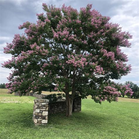 crepe myrtle genus lagerstroemia types  trees