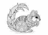 Ecureuil Coloriage Ecureuils Coloriages Animaux Rongeurs Adultes sketch template