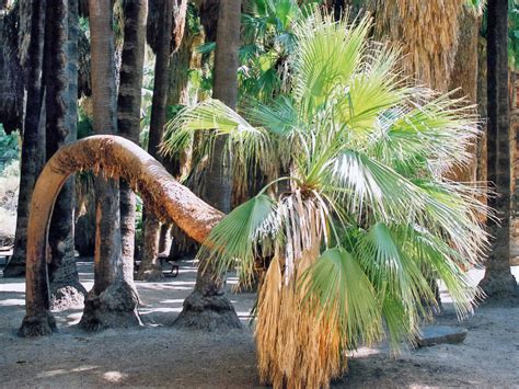 palm canyon palm springs california