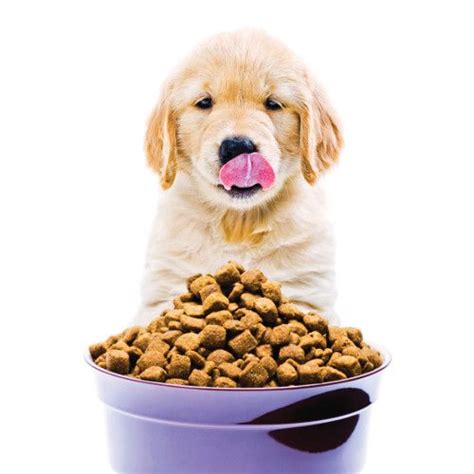 secrets  choosing  safe healthy pet food pets blog
