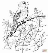 Sparrow Supercoloring Gorriones Sparrows Burgess Animal Yellowhammer Warbler Dibujo Permanently Moved Cantor sketch template
