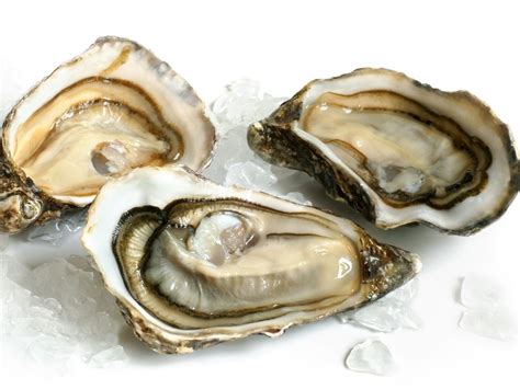 health benefits  oysters