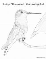 Coloring Pages Throated Ruby Hummingbird Getdrawings sketch template