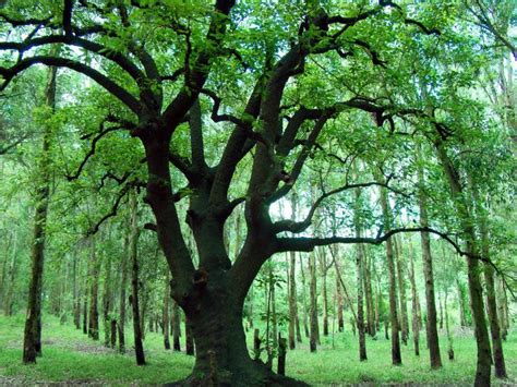 soothing peace  mind nature pictures green green trees