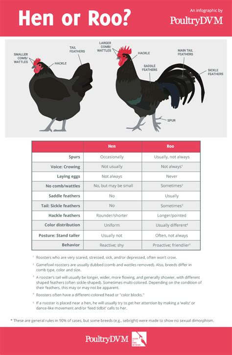 hen or roo infographic backyard chicken coops poultry farm