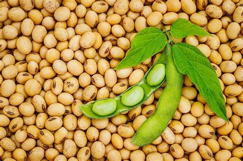 largest soybean producing countries worldatlas
