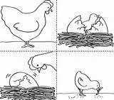 Sequencing Cards Printable Worksheets Story Preschool Sequence Cycle Life Kindergarten Printables Kids Worksheet Animal Events Activities Coloring Hen Animals Spring sketch template