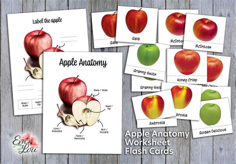 apple anatomy  worksheet basic apple anatomy  etsy