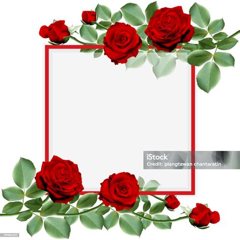 red hot roses bouquet   frame stock illustration  image