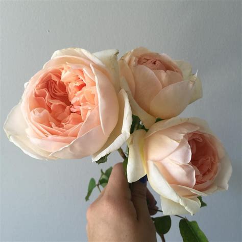 petal coop  instagram sweet juliet ready   debut tomorrow nowellornever