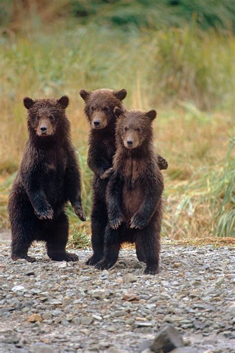 Three Grizzly Bear Cubs Waiting Photograph By Steven J Kazlowski Ghg