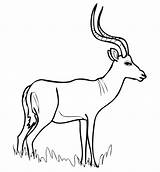 Impala Coloriage Ausmalbilder Antilope Gazelle Ausmalbild Afrikanische Antelope Colorier Antilopi Imprimer Ceylan Boyama Dessiner Africana African Oryx Ispirazione Coloriages Ziyaret sketch template