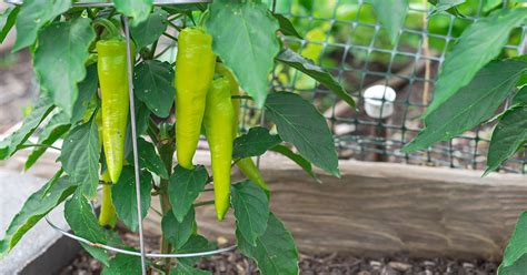 cubanelle pepper growing care guide  garden magazine