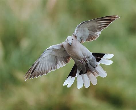 walking  doves  hunting project upland magazine