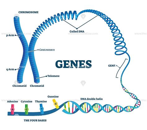Genes Vector Illustration Educational Labeled Structure Example Scheme