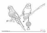Colouring Budgies Bird Pages Budgie Kids Printable sketch template
