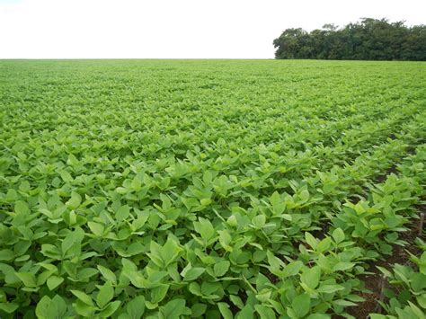 study shows brazils soy moratorium  needed  preserve amazon  science news