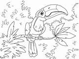 Toucan Coloring Pages sketch template
