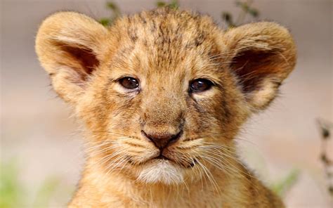 adorable lion cub lion cubs photo  fanpop