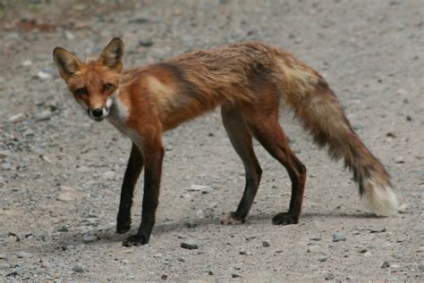 Skinny Fox Jessica Lowery Flickr