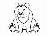 Bear Brown Coloring Coloringcrew sketch template