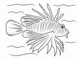Lionfish Getcolorings Designlooter sketch template