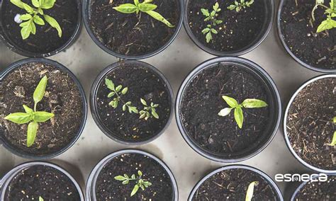 como plantar semillas tips  consejos  germinarlas