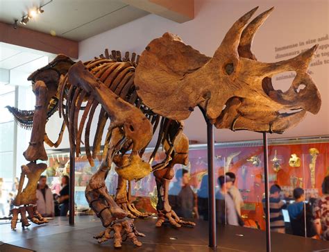 triceratops fossileracom