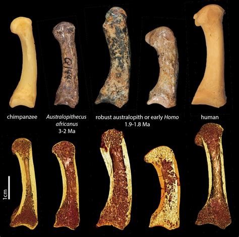 early human ancestors   hands  modern humans geology page