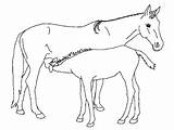 Paarden Veulens Uitprinten Downloaden sketch template