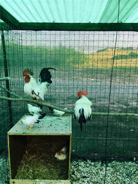 Hens And In The Cage Stock Image Image Of Pesaro Nature 98847565
