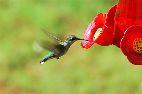 time  day  hummingbirds feed heres  bird feeder hub