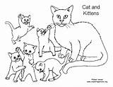 Kittens Coloring Cat Pages Kitten Drawing Color Printable Getcolorings Colo Getdrawings Pdf Printing sketch template