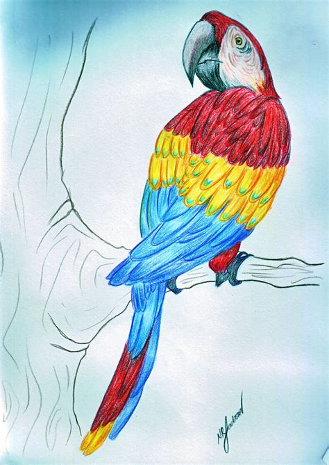 bird  primary colors  nyssaladores  deviantart
