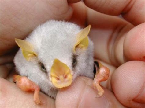 honduran white bat bats pinterest
