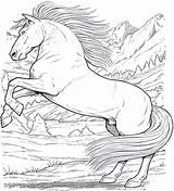 Colorare Cavalli Da Disegni Di Cavallo Horse Adulti Coloring Pages Per sketch template