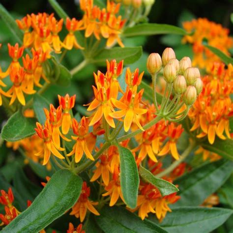 butterfly weed plant buy  nature hills nursery