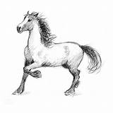 Stallion Equestrian Dianahand sketch template