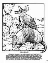 Coloring Armadillo Texas Animals Pages Armadillos Adults Adult Projects sketch template