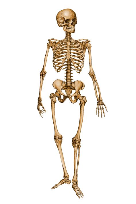 skeleton  humans health body