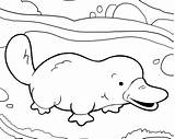 Platypus Coloring Pages Cute Printable Perry Duckbill Color Supercoloring Drawing Baby Template Duck Billed Ornitorrinco Easy Para Colorear Getcolorings Dibujo sketch template